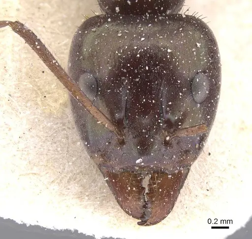 Iridomyrmex viridiaeneus specimen CASENT0911557 image casent0911557_2