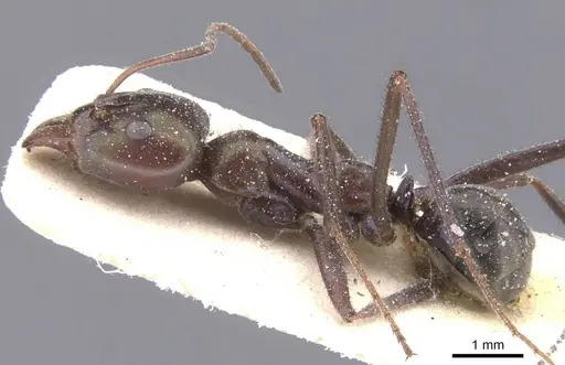 Iridomyrmex viridiaeneus specimen CASENT0911557 image casent0911557_3