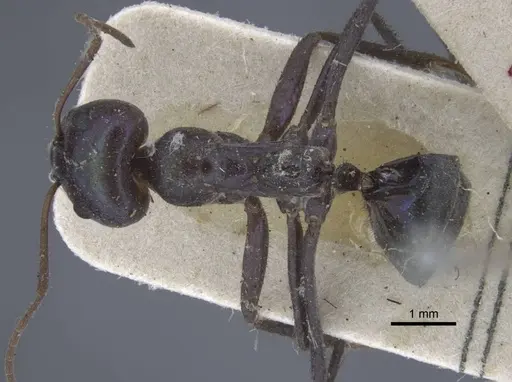 Iridomyrmex viridiaeneus specimen CASENT0917105 image casent0917105_1