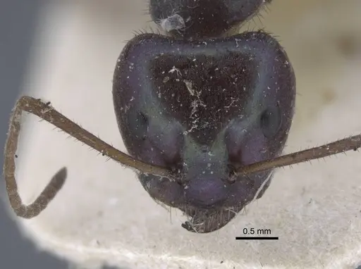 Iridomyrmex viridiaeneus specimen CASENT0917105 image casent0917105_2