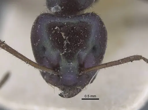Iridomyrmex viridiaeneus specimen CASENT0917105 image casent0917105_3