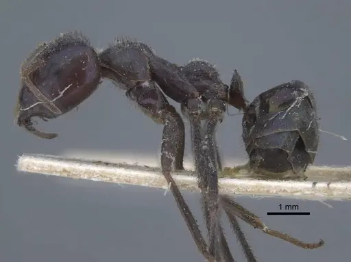 Iridomyrmex viridiaeneus specimen CASENT0917105 image casent0917105_4