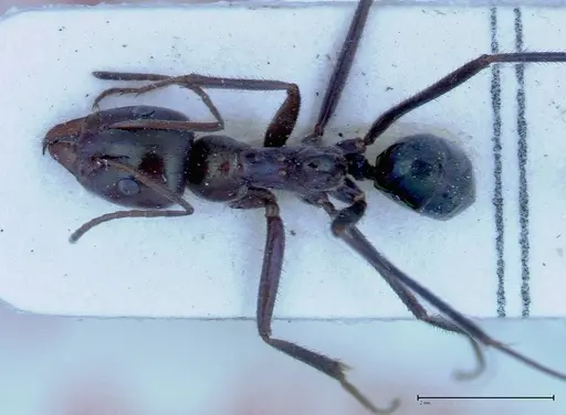 Iridomyrmex viridiaeneus specimen FOCOL0157 image focol0157_1