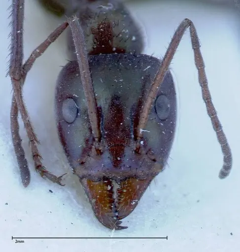 Iridomyrmex viridiaeneus specimen FOCOL0157 image focol0157_2