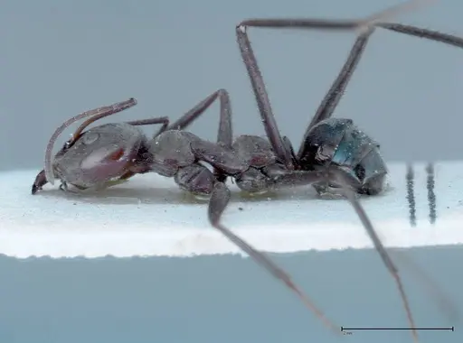 Iridomyrmex viridiaeneus specimen FOCOL0157 image focol0157_3