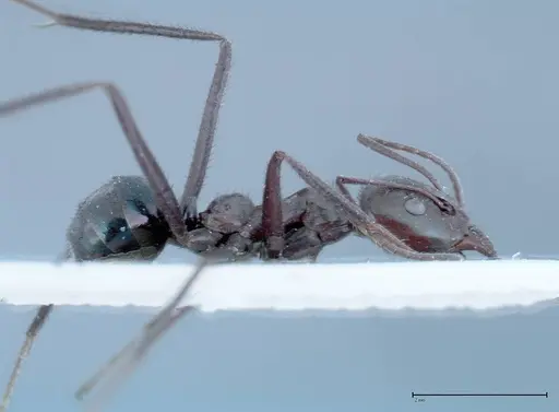 Iridomyrmex viridiaeneus specimen FOCOL0157 image focol0157_4
