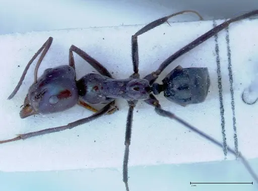 Iridomyrmex viridiaeneus specimen FOCOL0158 image focol0158_1