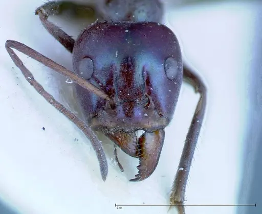 Iridomyrmex viridiaeneus specimen FOCOL0158 image focol0158_2