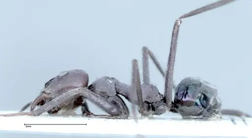 Iridomyrmex viridiaeneus specimen FOCOL0158 image focol0158_3