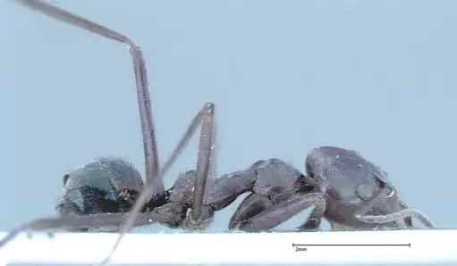 Iridomyrmex viridiaeneus specimen FOCOL0158 image focol0158_4