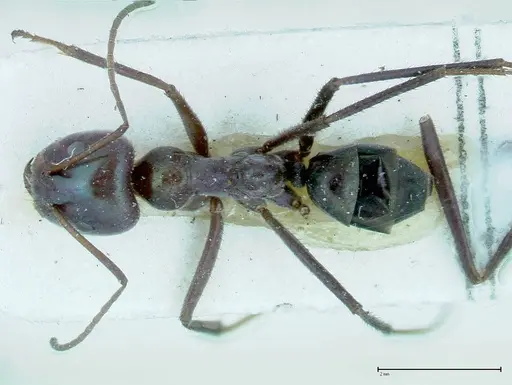 Iridomyrmex viridiaeneus specimen FOCOL0166 image focol0166_1