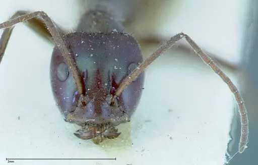 Iridomyrmex viridiaeneus specimen FOCOL0166 image focol0166_2