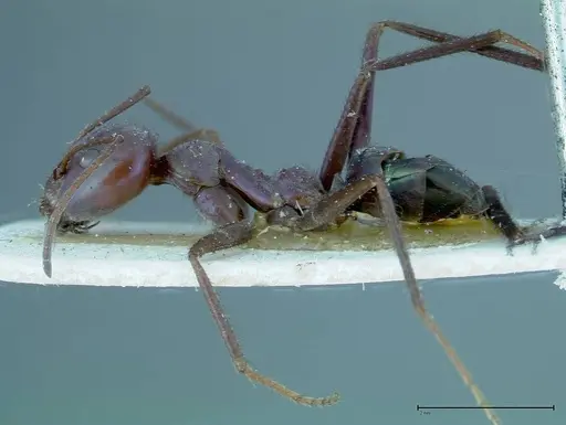 Iridomyrmex viridiaeneus specimen FOCOL0166 image focol0166_3