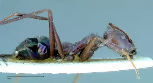 Iridomyrmex viridiaeneus specimen FOCOL0166 image focol0166_4