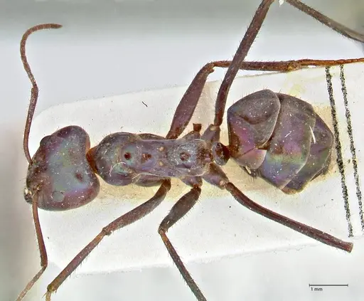 Iridomyrmex viridiaeneus specimen FOCOL2825 image focol2825_1