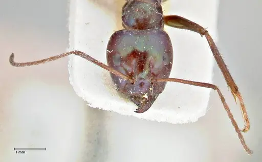 Iridomyrmex viridiaeneus specimen FOCOL2825 image focol2825_2