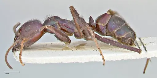 Iridomyrmex viridiaeneus specimen FOCOL2825 image focol2825_3