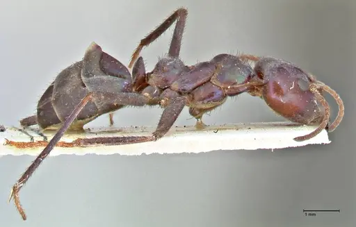 Iridomyrmex viridiaeneus specimen FOCOL2825 image focol2825_4