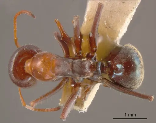 Iridomyrmex viridigaster specimen ANTWEB1008196 image antweb1008196_1