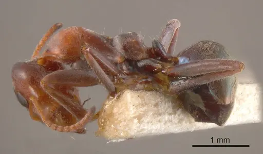 Iridomyrmex viridigaster specimen ANTWEB1008196 image antweb1008196_2