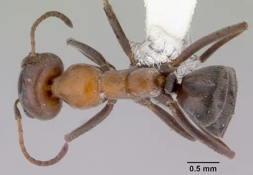 Iridomyrmex viridigaster specimen CASENT0172051 image casent0172051_1