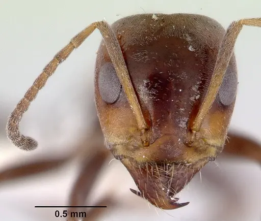 Iridomyrmex viridigaster specimen CASENT0172051 image casent0172051_2
