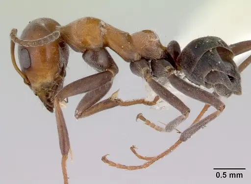 Iridomyrmex viridigaster specimen CASENT0172051 image casent0172051_3