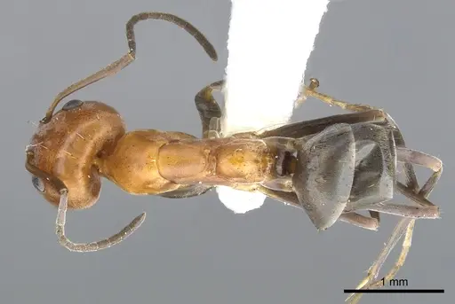 Iridomyrmex xanthocoxa specimen CASENT0903093 image casent0903093_1