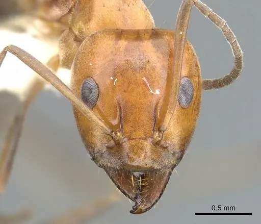 Iridomyrmex xanthocoxa specimen CASENT0903093 image casent0903093_2