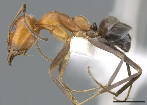 Iridomyrmex xanthocoxa specimen CASENT0903093 image casent0903093_3
