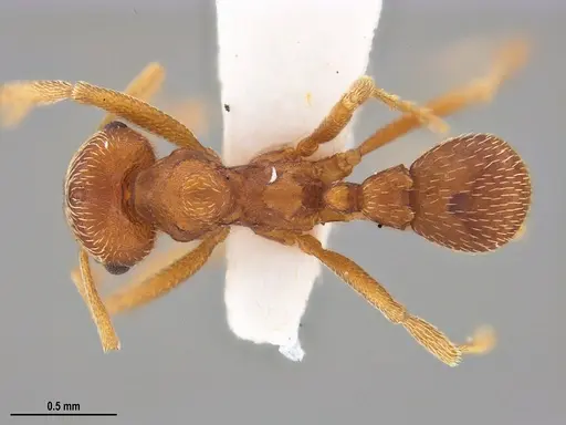 Kalathomyrmex emeryi specimen ANTWEB1053571 image antweb1053571_1