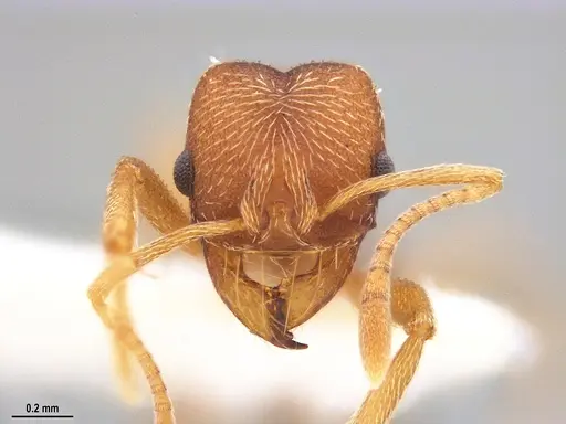 Kalathomyrmex emeryi specimen ANTWEB1053571 image antweb1053571_2