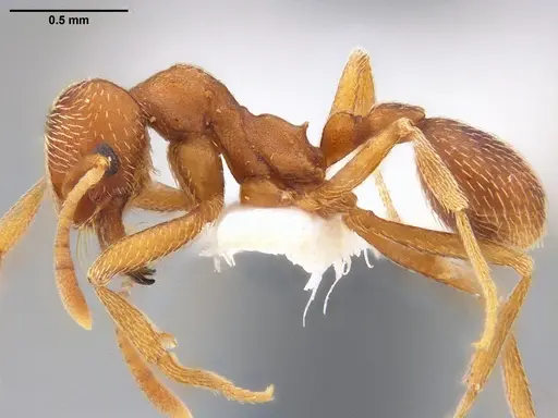 Kalathomyrmex emeryi specimen ANTWEB1053571 image antweb1053571_3
