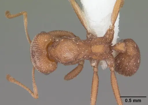 Kalathomyrmex emeryi specimen CASENT0010816 image casent0010816_1