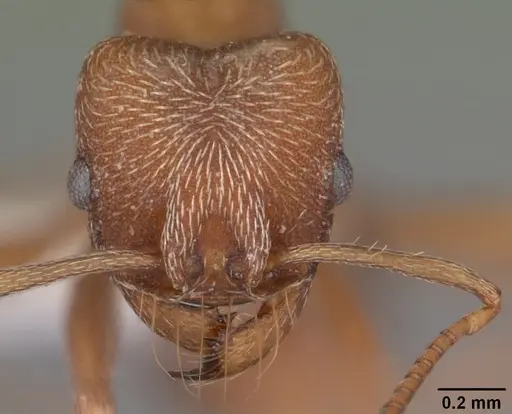 Kalathomyrmex emeryi specimen CASENT0010816 image casent0010816_2
