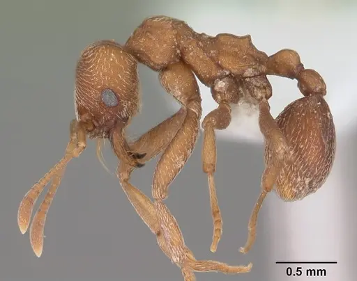 Kalathomyrmex emeryi specimen CASENT0010816 image casent0010816_3