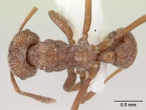 Kalathomyrmex emeryi specimen CASENT0178534 image casent0178534_1