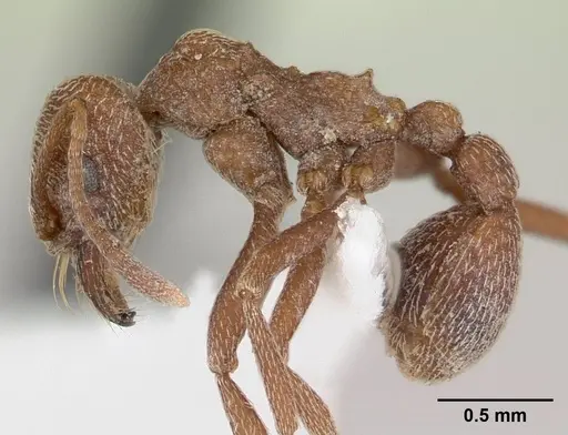 Kalathomyrmex emeryi specimen CASENT0178534 image casent0178534_3