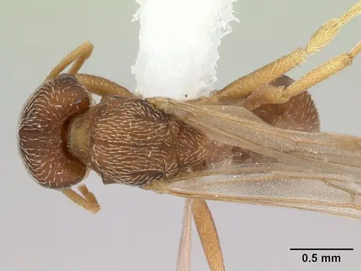 Kalathomyrmex emeryi specimen CASENT0178535 image casent0178535_1
