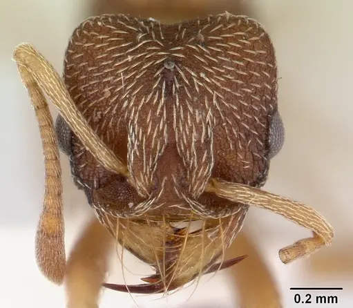 Kalathomyrmex emeryi specimen CASENT0178535 image casent0178535_2