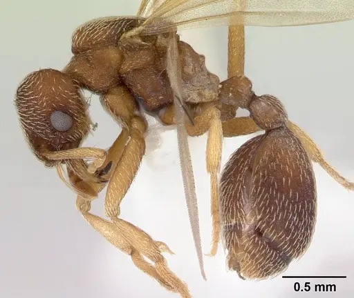 Kalathomyrmex emeryi specimen CASENT0178535 image casent0178535_3