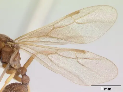 Kalathomyrmex emeryi specimen CASENT0178535 image casent0178535_4