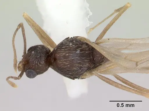 Kalathomyrmex emeryi specimen CASENT0178536 image casent0178536_1