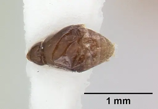 Kalathomyrmex emeryi specimen CASENT0178536 image casent0178536_2