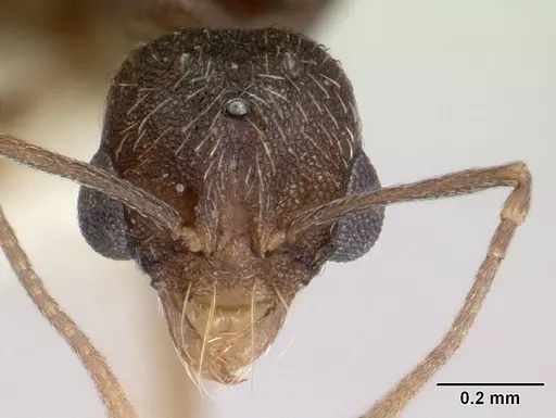 Kalathomyrmex emeryi specimen CASENT0178536 image casent0178536_3