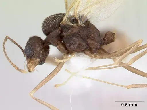 Kalathomyrmex emeryi specimen CASENT0178536 image casent0178536_4