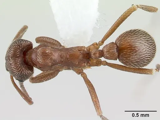 Kalathomyrmex emeryi specimen CASENT0179595 image casent0179595_1