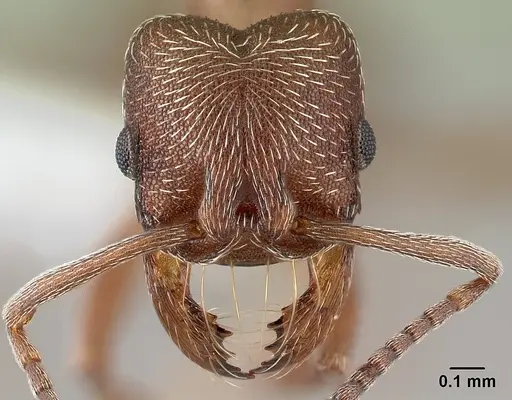 Kalathomyrmex emeryi specimen CASENT0179595 image casent0179595_2