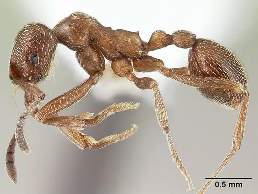Kalathomyrmex emeryi specimen CASENT0179595 image casent0179595_3