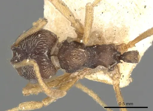Kalathomyrmex emeryi specimen CASENT0901683 image casent0901683_1
